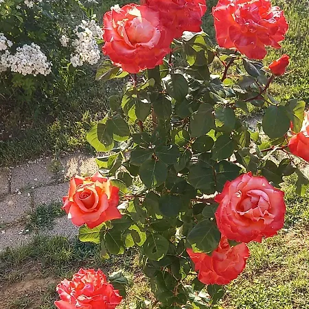 Fruskogorska Idila