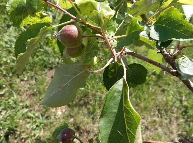 Apartment Fruskogorska Idila