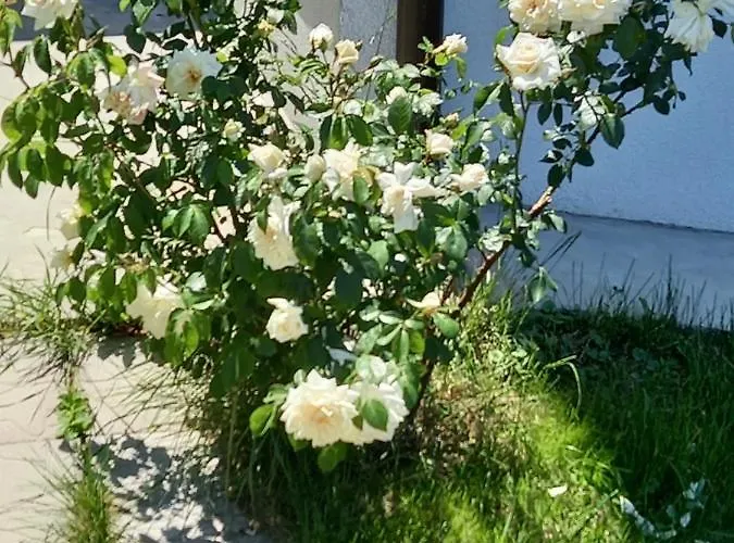 Fruskogorska Idila * Vrdnik