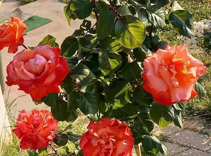 Fruskogorska Idila Vrdnik