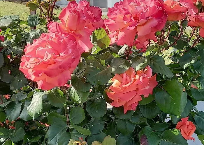 Apartment Fruskogorska Idila Vrdnik